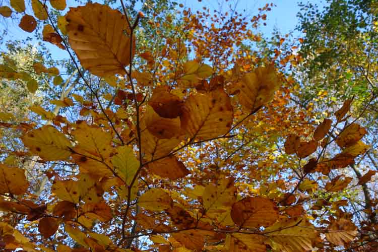 monika_m_seibel_ardennes en autumne/09072.jpg